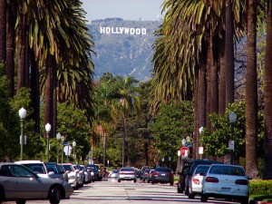 hollywood palm trees